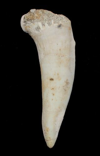 Enchodus Tooth - Extinct Bony Fish #3411